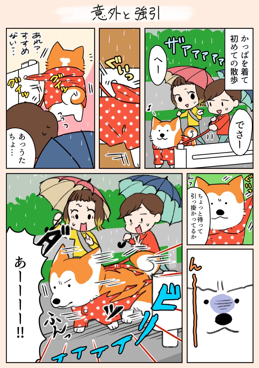 「意外と強引」
普段おっとりしているので、これを見た時はびっくりしました…🤣

#漫画がよめるハッシュタグ 
#漫画 
#秋田犬 
#雨 