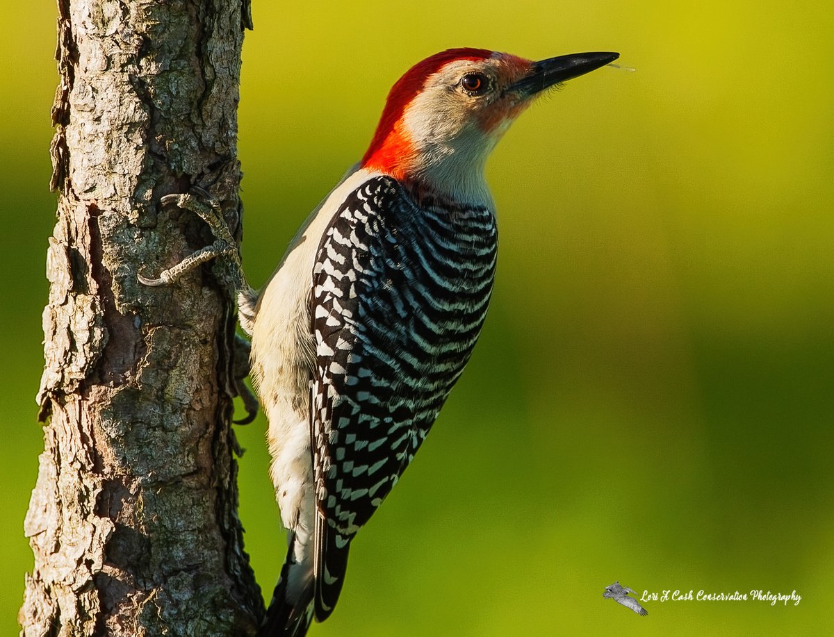 Chris on Twitter: "RT @LoriACash: Why is a red-bellied woodpecker