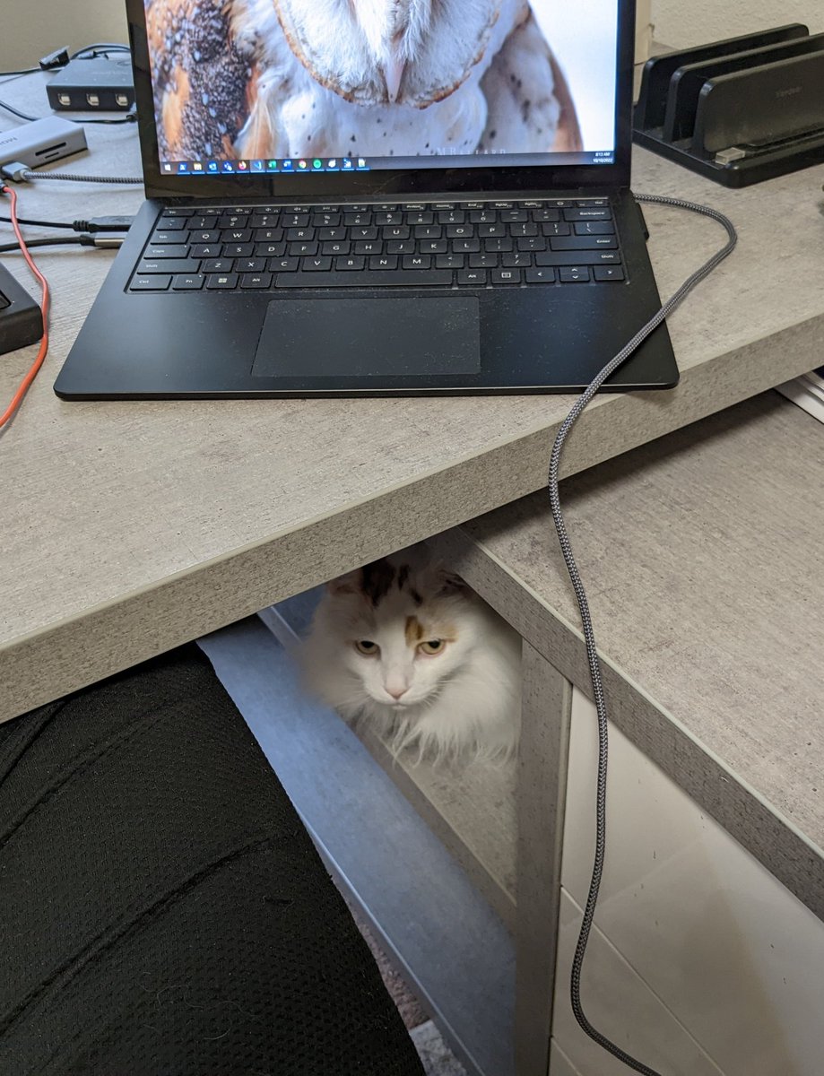 @nikvo@esperanto.masto.host tweet media