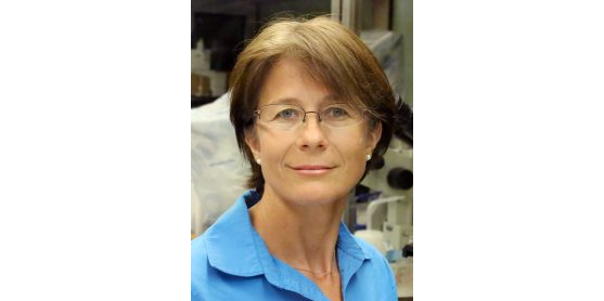 Monika Ward @uhmed speaks today 12pm CST Blaffer Lecture about “Unraveling Secrets of Mouse Y Chromosome Gene Function in Reproduction” @MDAndersonNews #endcancer bit.ly/3Rnr3nX