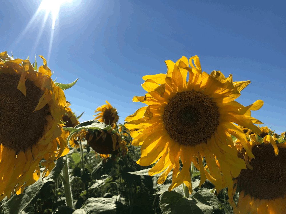 5 days left for Issue VIII submissions!

Don’t forget to submit to docs.google.com/forms/d/e/1FAI… by Friday Oct 14,  11:59 pm.

Enjoy these lovely fall flowers from our past issue, courtesy of a 2T3 PB titled “The Works of Serena Tejpar”
