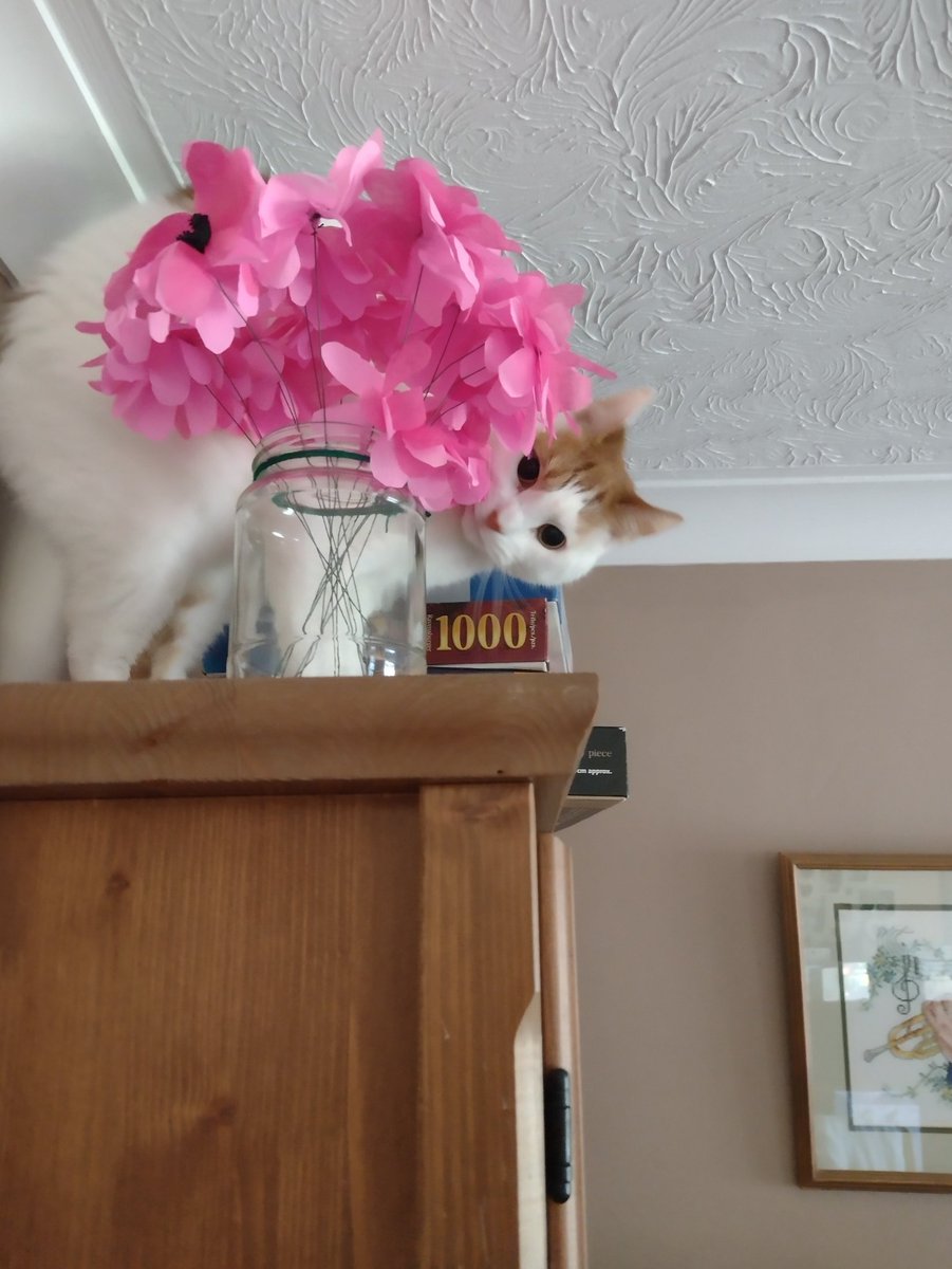 You talking to me? #mondaythoughts #thecatswetweet