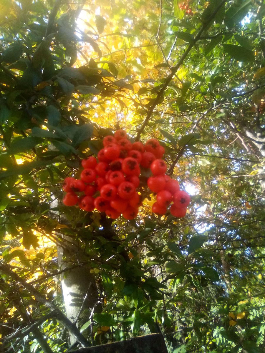 Home - a short walk through the cornfields and a beautiful red mountain ash..🌞🍁🌞🍂