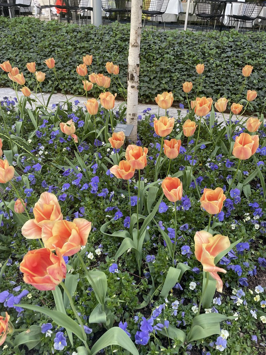 whereisjulia0's tweet photo. #flowers #nature #NaturePhotograpy #beauty #photo #njflowers #fun https://t.co/JhCNbEEDo2
