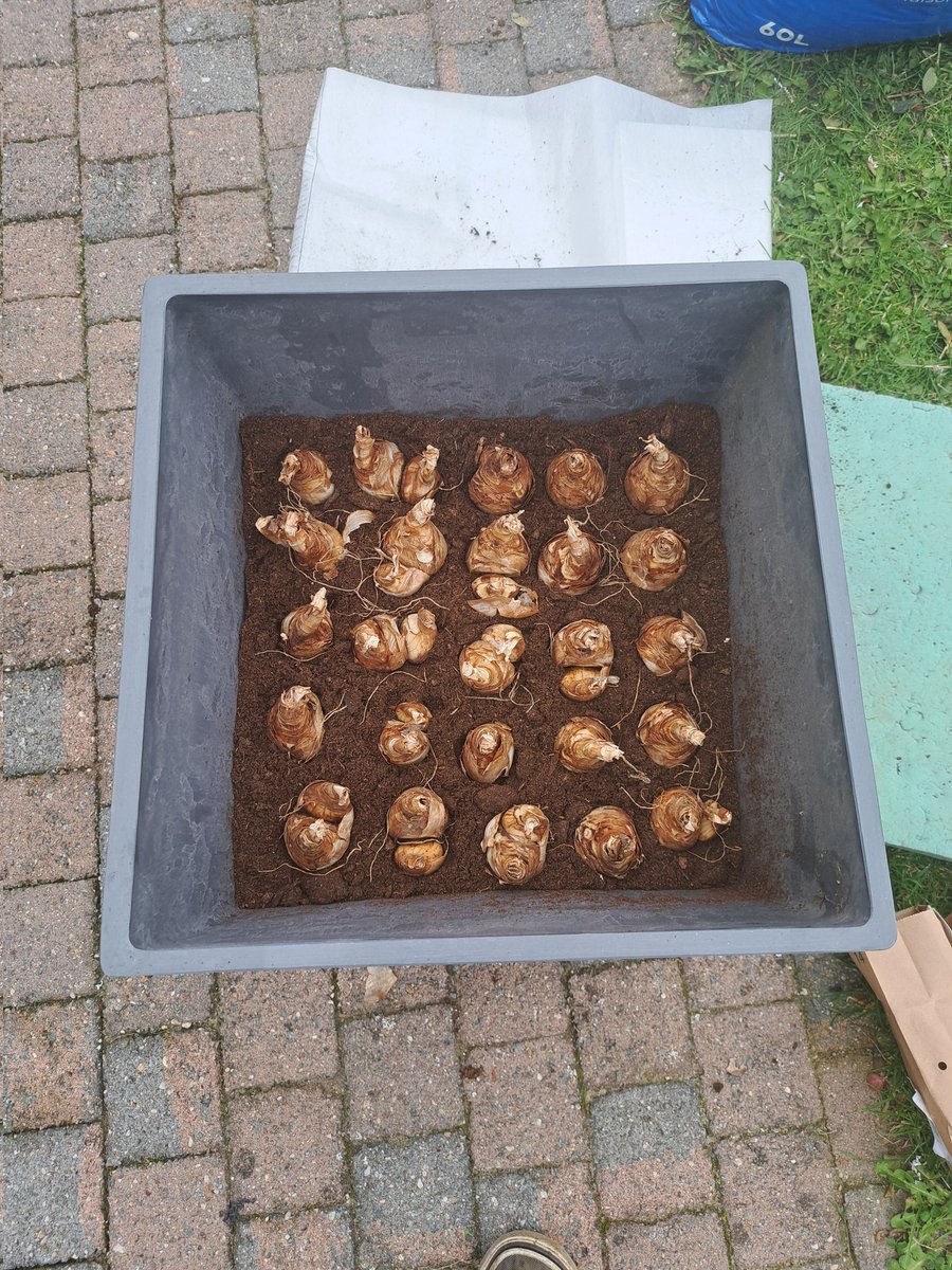 DesloovereT's tweet photo. De laatste bak (#ecopots) van voetjes voorzien, dan de voorjaarsbloeiers erin (Narcis Tahiti @naturalbulbs) en bij de rest (circa 250 bollen geplant) gaan plaatsen om te overwinteren zodat ze volgend voorjaar als vroege voedselbron voor solitaire bijen kunnen dienen #SaveTheBees https://t.co/xY33b88nol