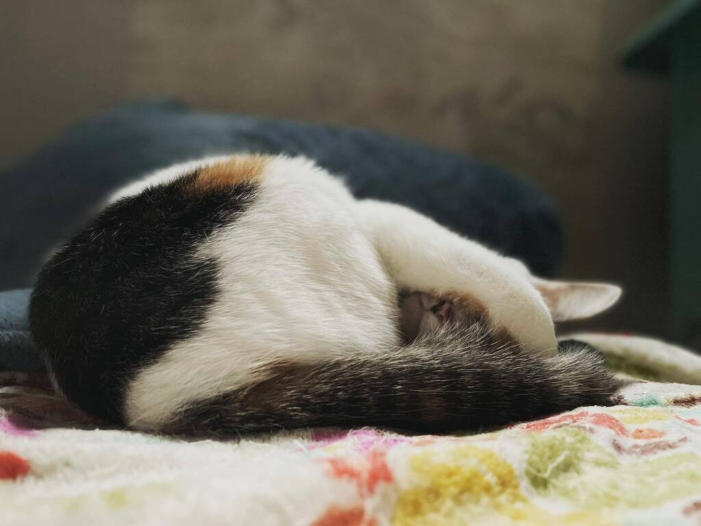 Chiii_chi__'s tweet photo. ❤︎ねむねむ❤︎
枕元に幸せ〜〜てなりながら
猫アレルギーでクシャミ🤧鼻詰りで寝る人間🙋🏻‍♀️
#猫 #ねこ #保護猫と暮らす #猫のいる暮らし #にゃんすたぐらむ #猫部　#ペコねこ部　#nyancon01 #sippoストーリー
#cat  #고양이　#catstagram #catlife #catsofinstagram https://t.co/5KIxWhnxT7 https://t.co/OspexkN6sn