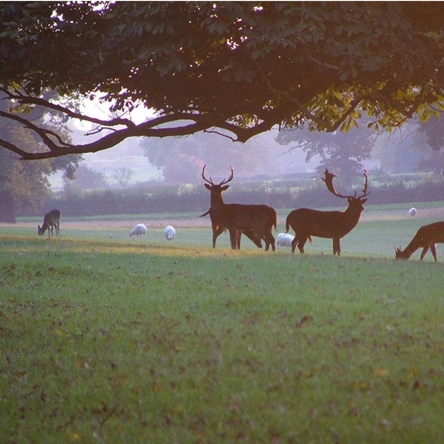 AlthorpHouse's tweet photo. Beautiful misty mornings across the Deer Park @althorphouse.
Picture and Caption by Adey Greeno, Conservation Manager at @althorphouse
#Spencerestates #Harlestone conservation #englishhistory #wildlifephotography #englishcountryside #northamptonshire https://t.co/nIb5AaTF98