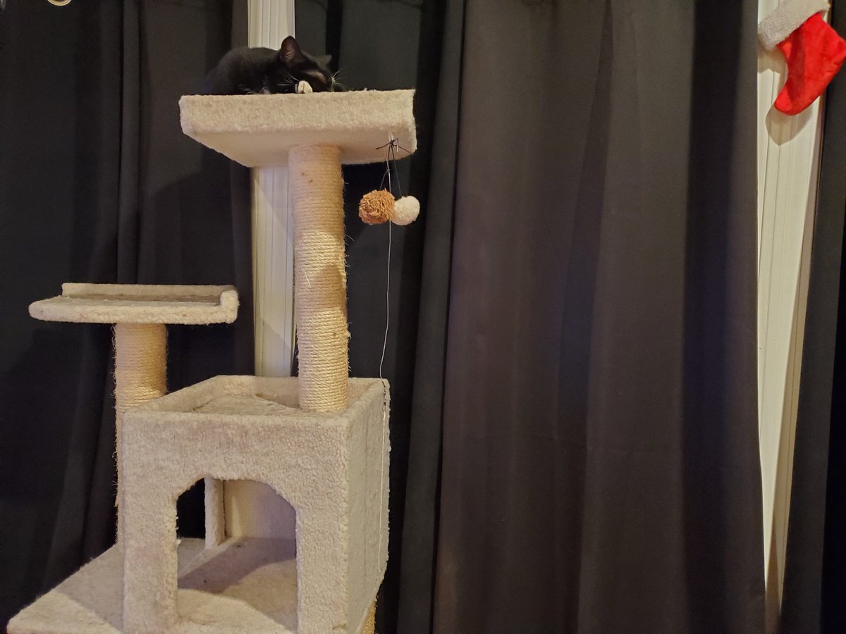denverhousebuns's tweet image. @chewy Hi! KITT Hasselhoff is on safety patrol..wonder where "she" found that perch #chattypets #petquestions George Michael Jackson the #guineapig is wondering why #chewy no #smallmammal #cuteness contest #petpageant..#vote George Michael Jackson #1 Guinea!!lolllll