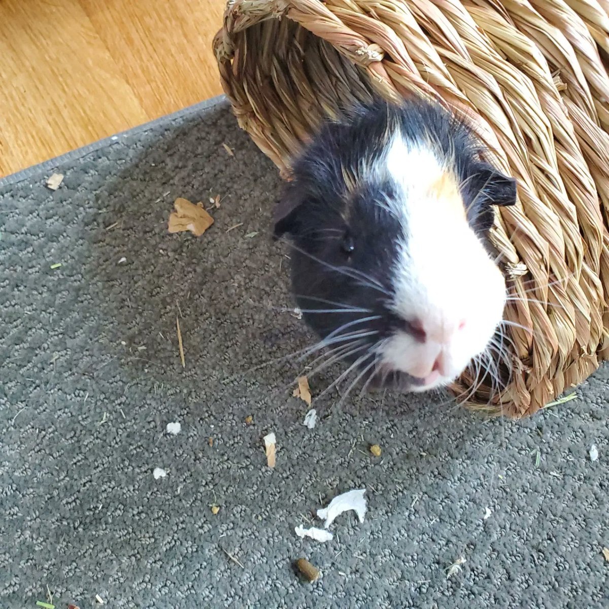 denverhousebuns's tweet image. @chewy Hi! KITT Hasselhoff is on safety patrol..wonder where "she" found that perch #chattypets #petquestions George Michael Jackson the #guineapig is wondering why #chewy no #smallmammal #cuteness contest #petpageant..#vote George Michael Jackson #1 Guinea!!lolllll