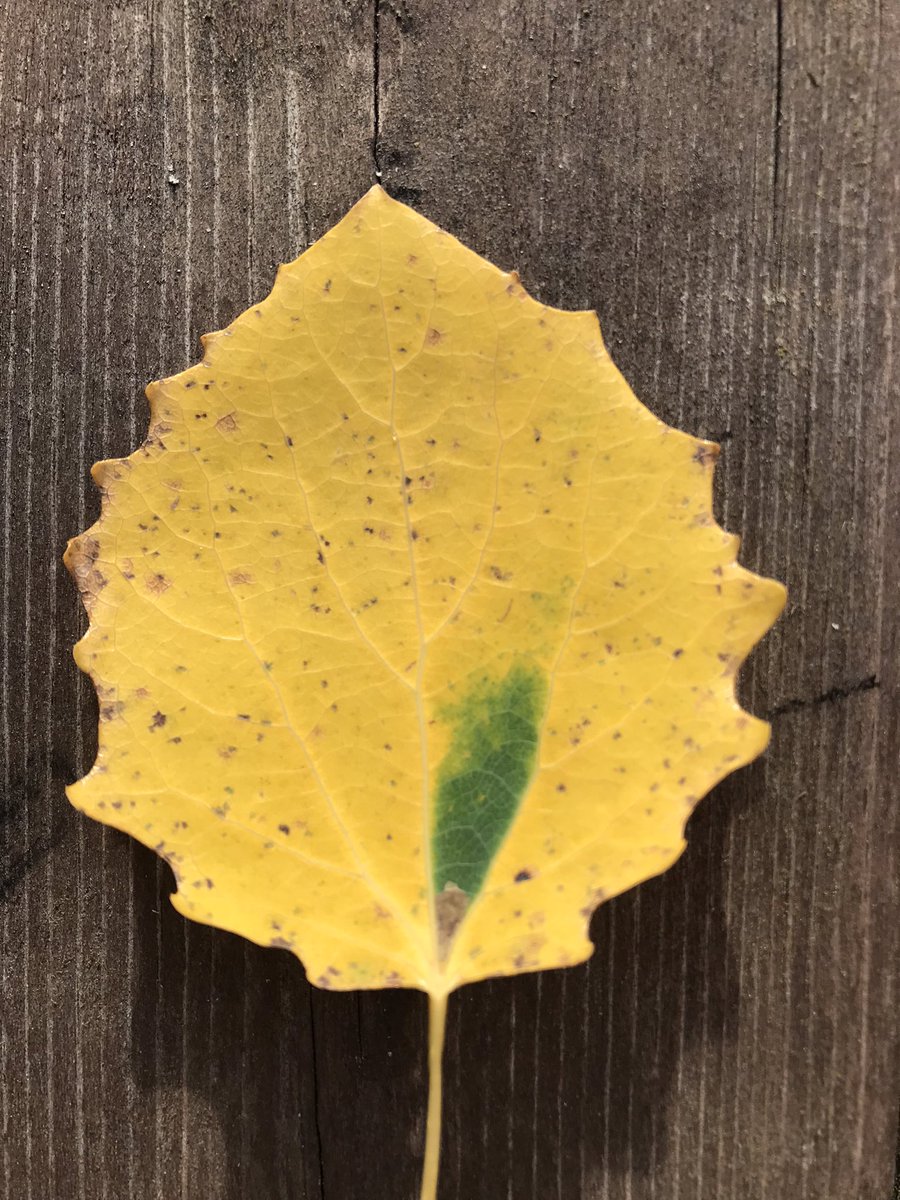 s_erja's tweet photo. Voiko sen paremmin sanoa?
Lapsenlapsi 6v. : 
”Kun lehtivihreä pakenee pinnalta,
toinen väri tulee alta”.

(eskarissa opittu) https://t.co/6pwLCI9nuP