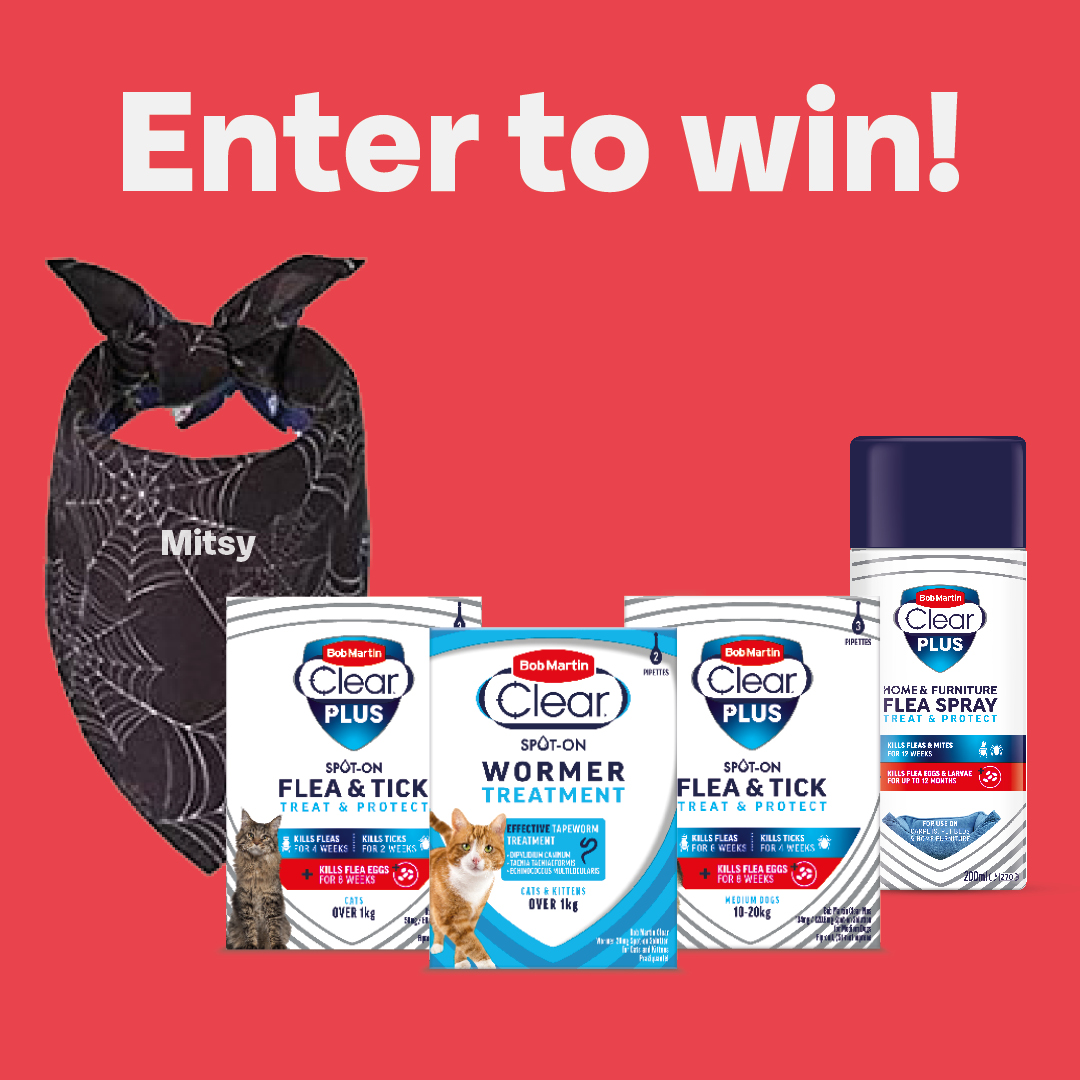 COMPETITION TIME!

Win a flea free hamper filled with everything you need to keep your pets happy this spooky season, PLUS get your own  personalised Halloween pet bandana!

To enter:
1. Tag your besties
2. RT
3. Follow us

Ends 17/10/22. T&amp;C's apply