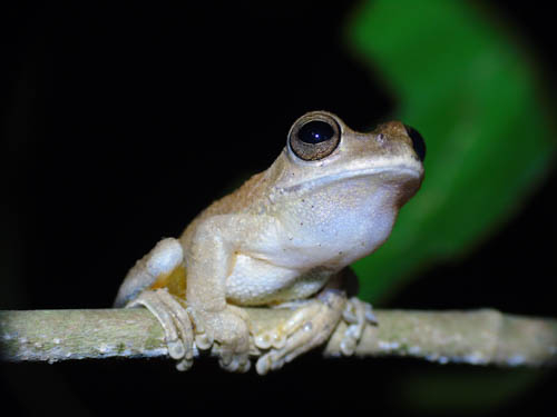 CocoboloNature's tweet photo. Whilst we are getting excited about our margay arboreal study starting it's not the only research going on at Cocobolo Nature Reserve. We are continually monitoring a number of species including frogs, snakes, plants and birds. Looking at the entire forest ecosystem gives a much https://t.co/UelSTxQcPy
