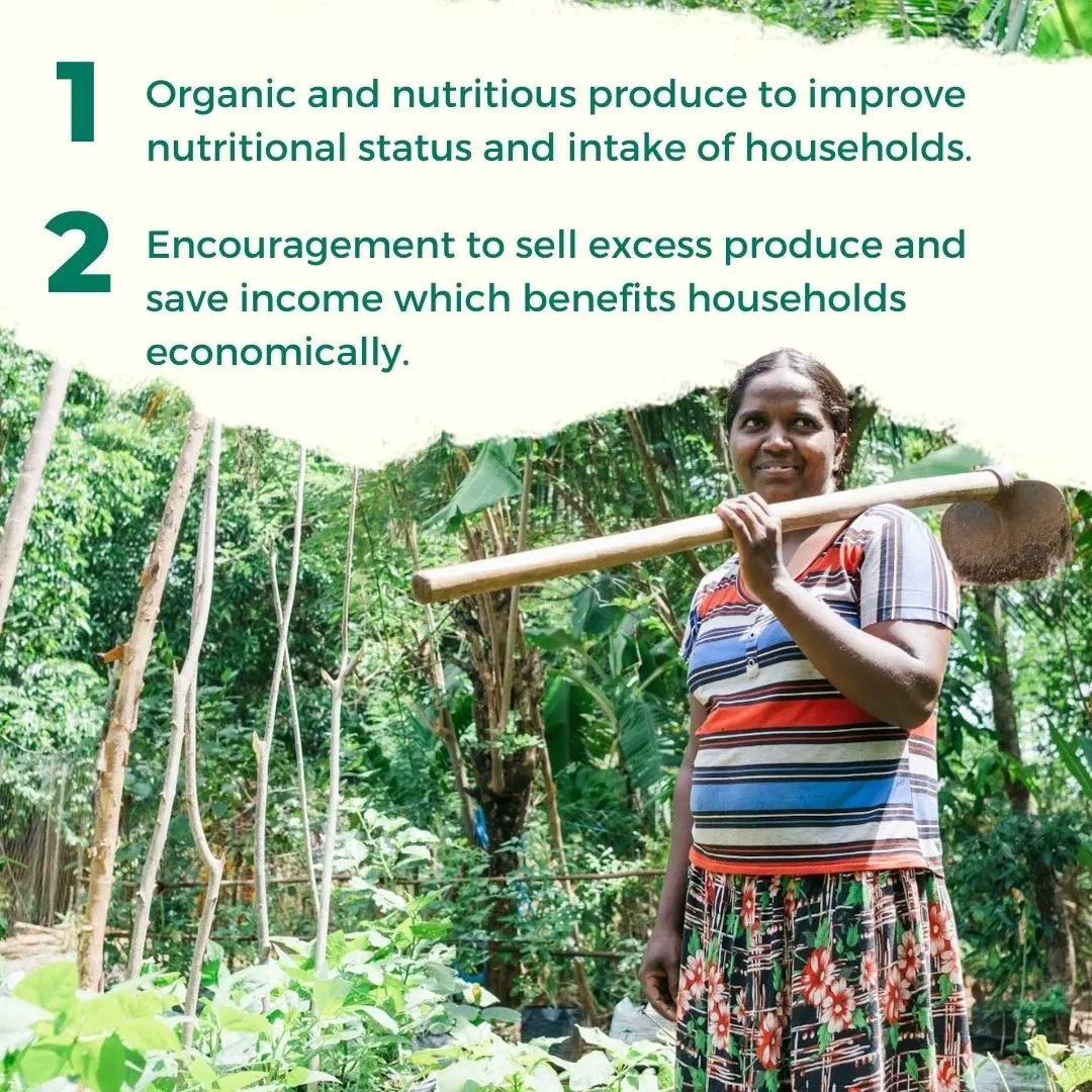 Swipe to learn how our home gardens have benefited communities. 👈

Photos: @Ruvindesilva