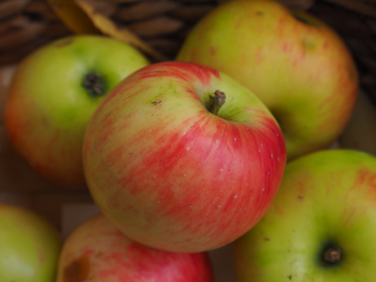 Unsere Obstsortenausstellung aus dem #Arboretum ist noch kurzzeitig im Foyer der Gewächshäuser zu shehen
#BotanischerGarten #Apfel #Vielfalt #Tübingen