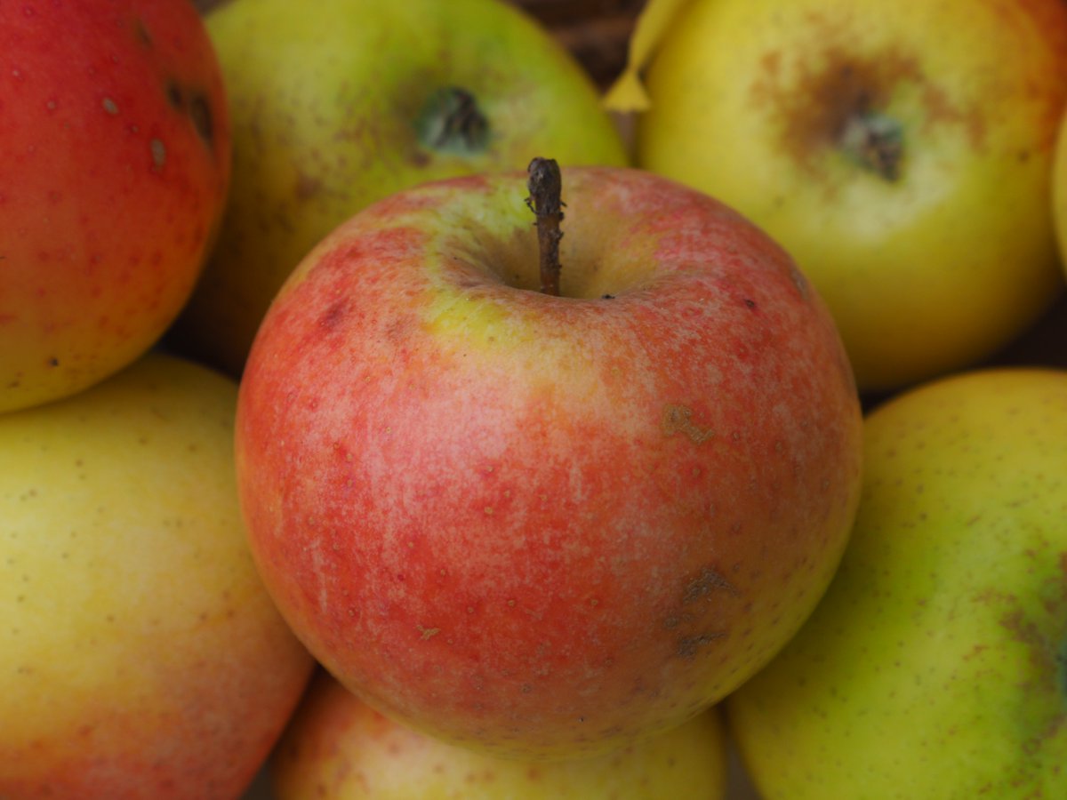 tueboga's tweet photo. Unsere Obstsortenausstellung aus dem #Arboretum ist noch kurzzeitig im Foyer der Gewächshäuser zu shehen
#BotanischerGarten #Apfel #Vielfalt #Tübingen https://t.co/CIttdWk94j