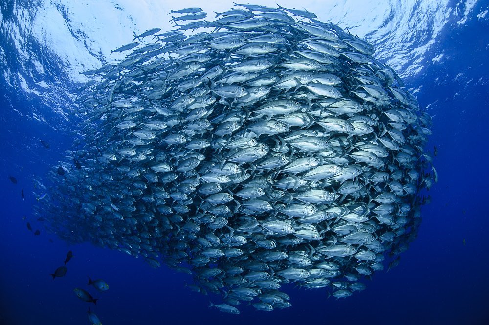 AusWTO's tweet photo. The @WTO membership is taking time out today to discuss how to complete the next wave of the #fishsubsidies negotiations.
Crucial for our #Pacific region, which depends on this key resource.
Let’s finish the job for #OurOcean. https://t.co/ZkYDyEKLcm