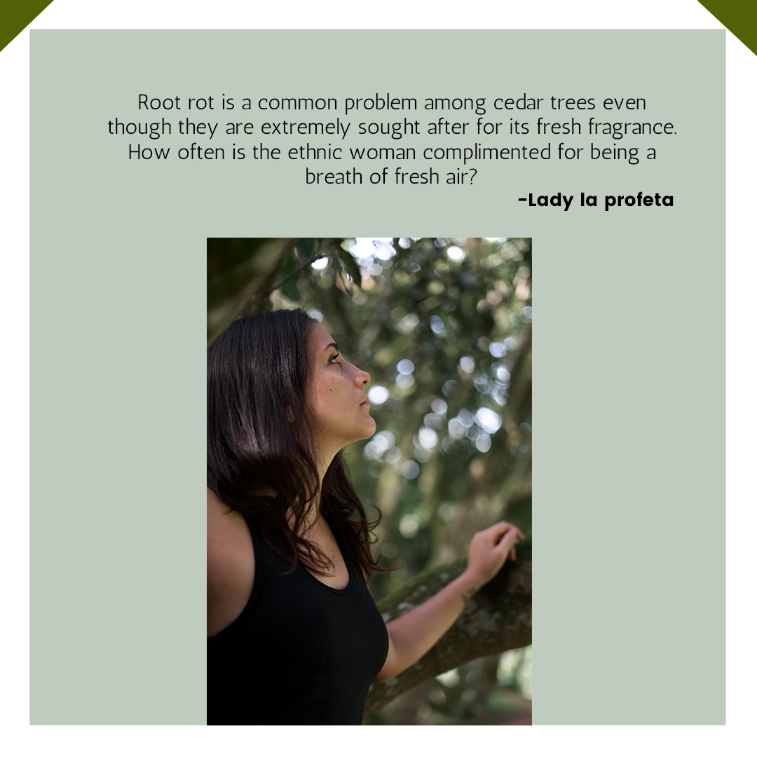 Root rot is a common problem among cedar trees even though they are extremely sought after for its fresh fragrance. How often is the ethnic woman complimented for being a breath of fresh air?
#poetry #writing #writer #poem #poems #quotes #quote #quotestagram #writersofinstagram