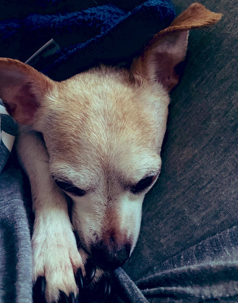 isalara's tweet photo. Listening to @MorningEdition in bed. #dogsofNPR #dogslife https://t.co/Y4AnbVs6vI