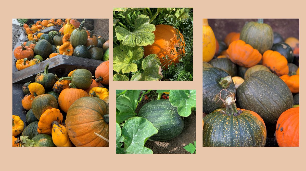 Such beautiful Autumn colours
How amazing to have grown and collected so much produce from the Willoughby Foods School Garden
@miss_anstey_wyb
<a href="/food_lincoln/">Greater Lincolnshire Food Partnership</a>
<a href="/FarmingShow/">The Farming Programme</a>
