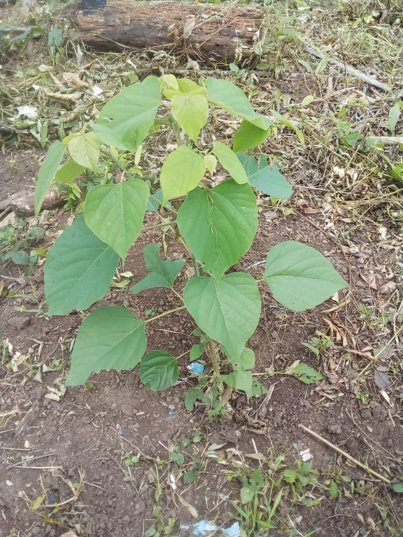 FondationYes's tweet image. C’est toujours satisfaisant de voir les fruits de ses bonnes actions.
Reboisement à Oumé dans la forêt classée de Tene le 29 juin 2022.
Après 5 mois une très belle évolution.
#yesfondation
#SODEFOR
#UNESCO
#CNRA
#oipr
#MinistereDesEauxEtForets
Créonsunmondemeilleur