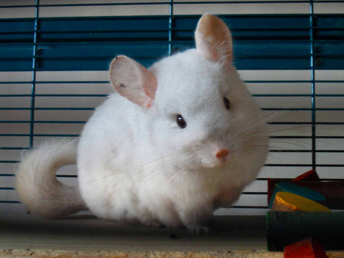 Chinchilla Every Hour (and a half) (@chinchillahour) on Twitter photo 