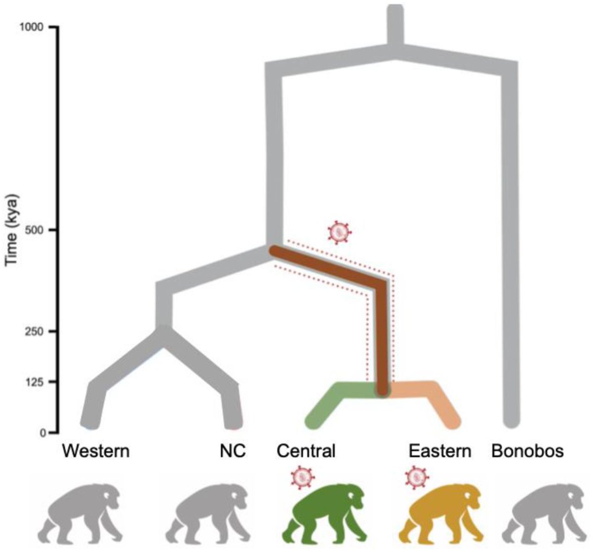zoologyguy's tweet photo. A fascinating seminar given by Aida Andrés recently about her paper on SIV adaptations in Chimps! The graph below shows the findings that Eastern and Central chimps are under selective pressure from the SIV virus, compared to other populations! Link below ⬇️
#2022EBE https://t.co/UNJjTpbcTA