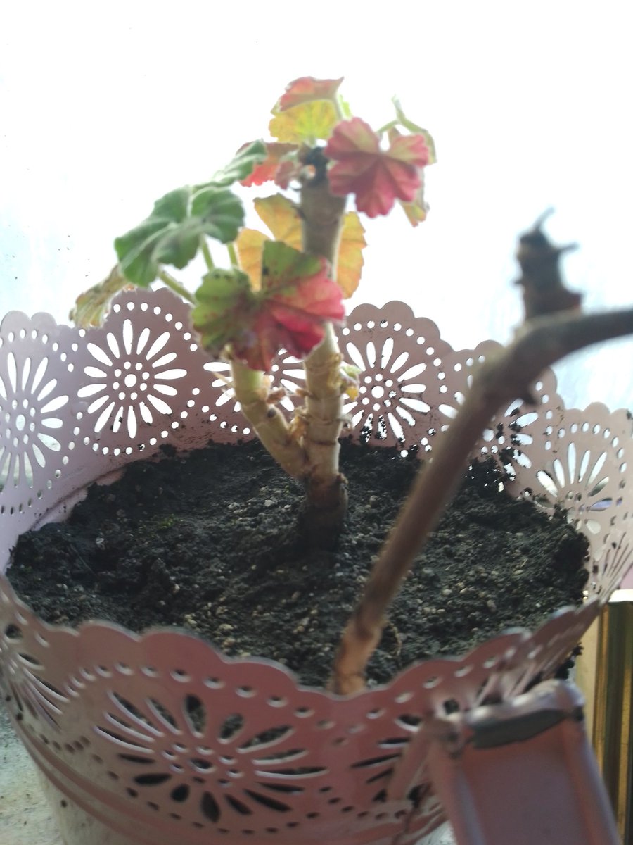 Fui al vivero y me llamo la atención está planta "la iba a comprar" y Me la regalaron por fea y por qué no florece aun como sus otras parecidas ..
YO LE TENGO TANTA FE 😍 es hermosa vieron?? Cuando sea gigante subiré fotos de apoco de su crecimiento 😌🌈
Las apariencias engañan.