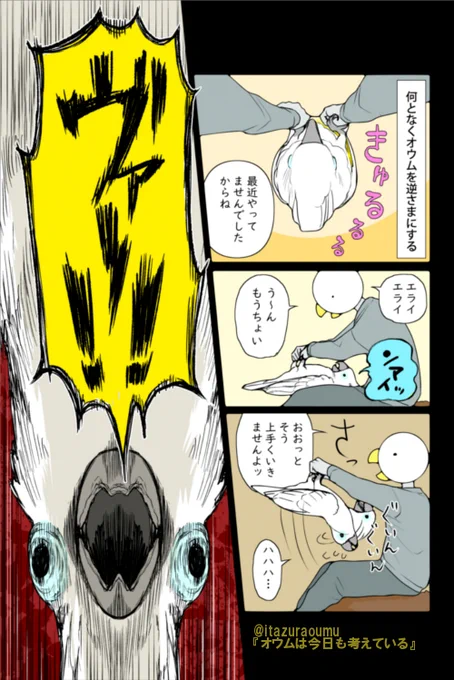 オウムを落ち着かせたいときは、とりあえずでハグしてみます。 