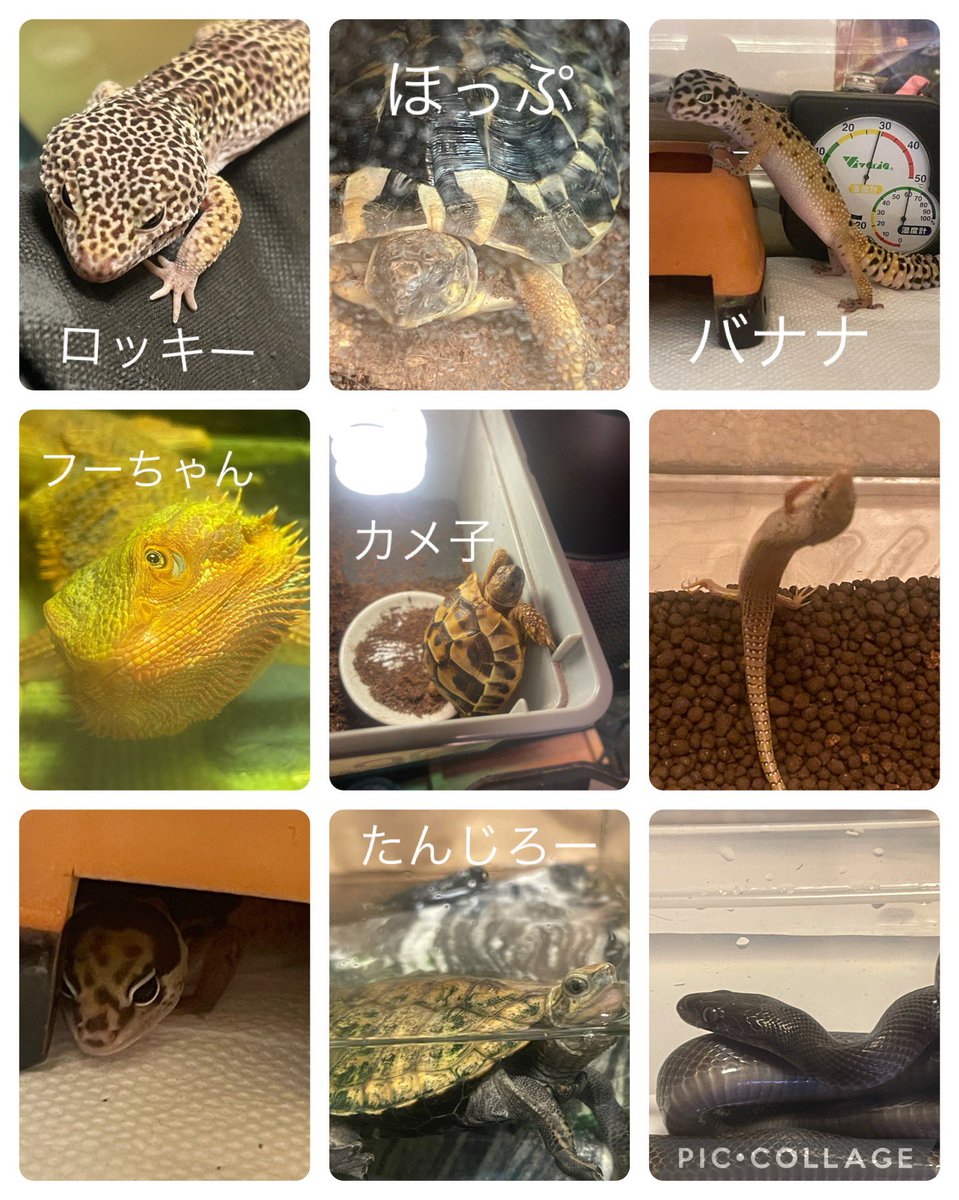 チュンバ❗️ tweet media
