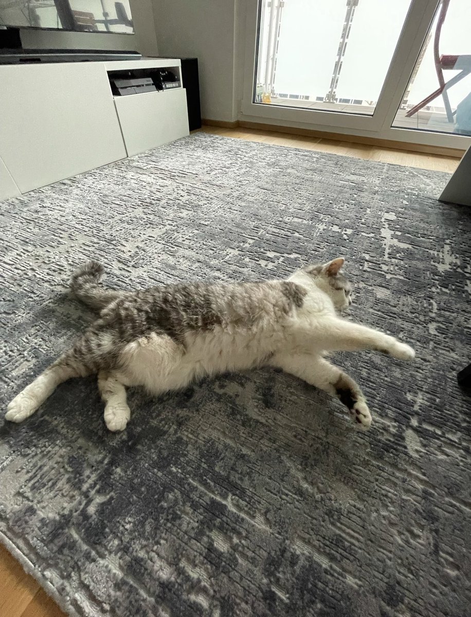 GoatingAlpacca's tweet image. Hilfe&amp;lt;3
Ich suche leider für meinen Banju(16) dringend ein neues Zuhause,bei mir kann er leider nicht mehr bleiben.
Die Kosten für Futter &amp;amp; Co übernehme ich gerne,das wichtigste ist mir dass er wenigstens für ein paar Jahre noch ein schönes Zuhause hat 💖
Genaueres im 4. Bild🤍💖