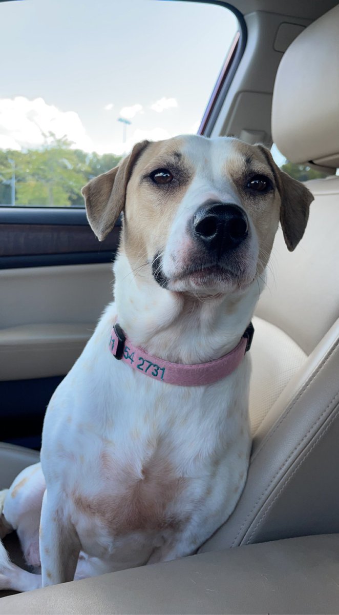 ChrissyVoth's tweet photo. @barkbox Miss Maybelline 💖 https://t.co/aZUDiaCzmV