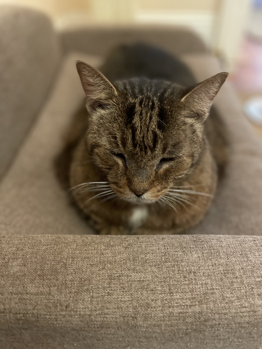 oldtownmanorkw's tweet photo. All tucked in, ready for another cat nap. π±
.
.
πΈ: Jamie Griffin
#oldtownmanor #keywest #fkspca #catsofkeywest #rescuecat #workcat #petfriendly https://t.co/kgXby2oAdl