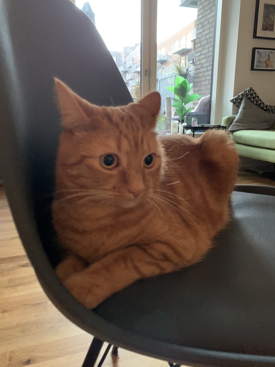 Anna8Sofia's tweet photo. Disturbed ginger cat #gingercat #ginger #Sofia #CatsOfTwitter #CatsOnTwitter https://t.co/kYGfnzEndo