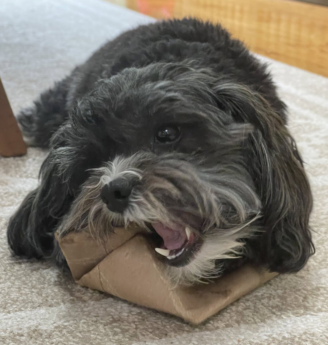 Only one way to deal wif dem rolling cardboard zombs and dats to sink me teef into ‘em 🚫🧟‍♂️🧻🦷 RaaAAA! #ZSHQ #dogs #dogsoftwitter #DogsonTwitter #mondaythoughts