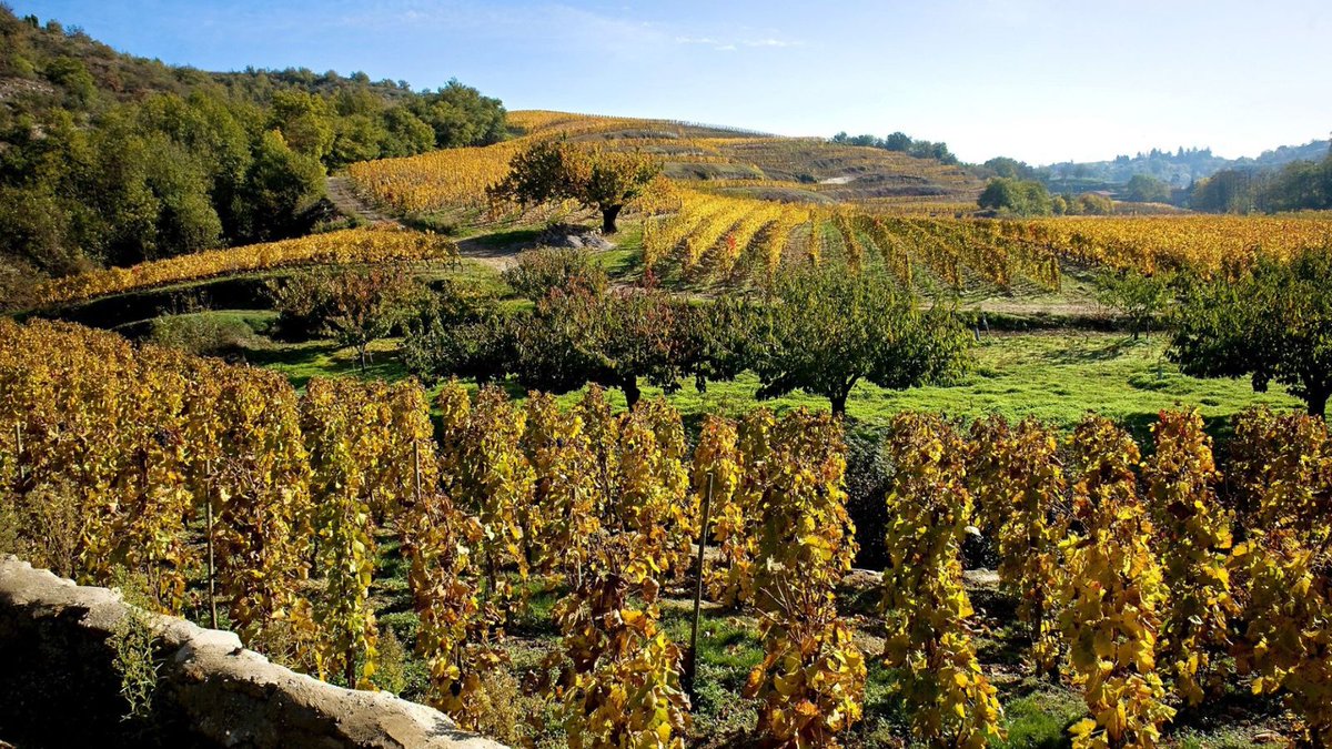 AHTourisme's tweet photo. Partez à la découverte des vignes du Domaine Laurent Fayolle lors d'une randonnée & chasse au trésor @Baludik . Une splendide promenade 🍁 de 7km suivie d'une dégustation 🍷.
👉 https://t.co/5sjLD8BcL1
#fascinantweekend
@ARCHEAgglo @ladrometourisme @Vinsrhone @RDV_Saveurs https://t.co/Nx3Be0zznv