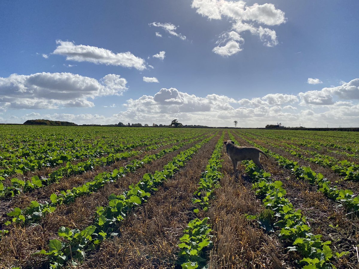 OSR looking a picture in the sunshine today ☀️ It’s been a very dry difficult season for establishment but think about 90% of my crop now well away. #EastMidsAgronomy #agronomy @Hutchinsons_Ag