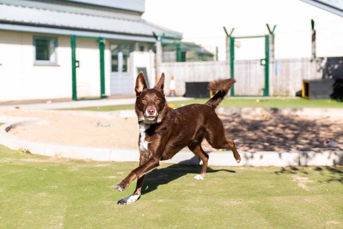 DT_MANCHESTER's tweet photo. Who's this little model in our centre eh?! πππ
This handsome chap is Ted! He is a lovely 4 year old Kelpie cross looking for a very patient and understanding forever home!
β£β£β£β£β£β£
#Collie #AdoptDontShop #CollieCross #CollieLife #DTManchester #DogsTrustManchester https://t.co/Tjs7VjYjaj