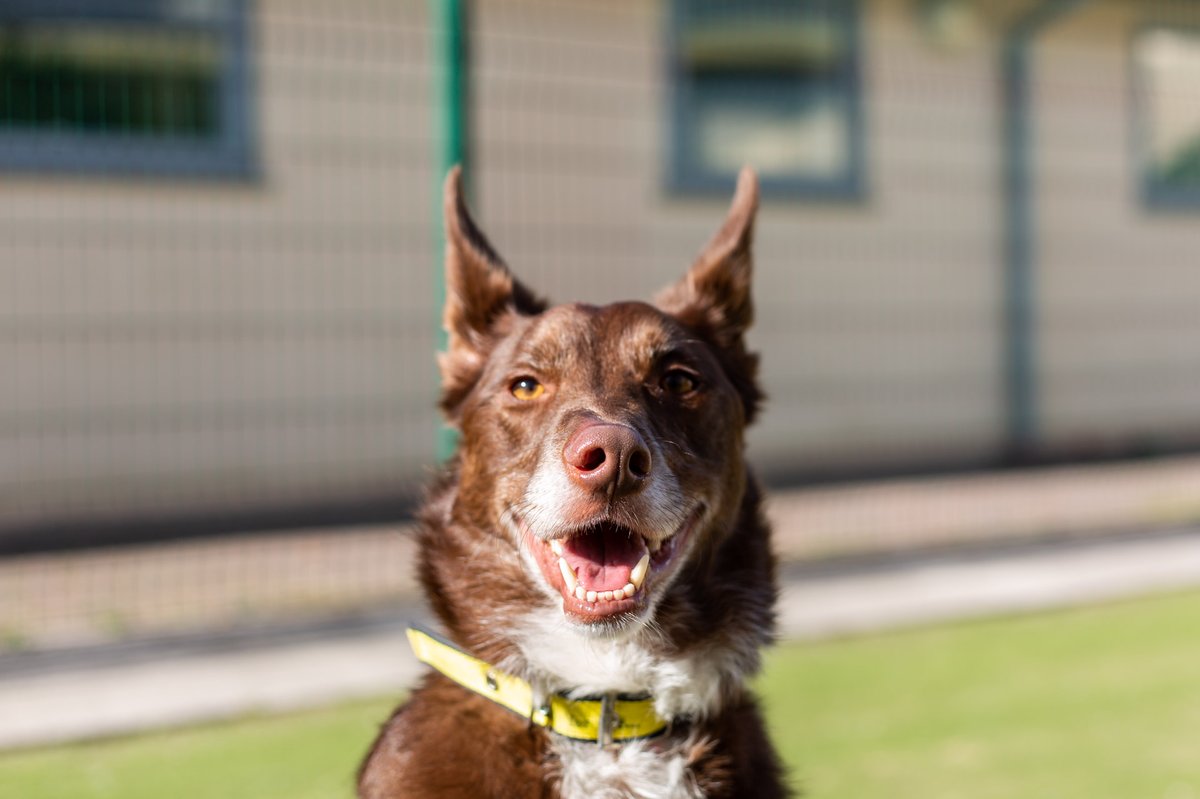 DT_MANCHESTER's tweet photo. Who's this little model in our centre eh?! πππ
This handsome chap is Ted! He is a lovely 4 year old Kelpie cross looking for a very patient and understanding forever home!
β£β£β£β£β£β£
#Collie #AdoptDontShop #CollieCross #CollieLife #DTManchester #DogsTrustManchester https://t.co/Tjs7VjYjaj
