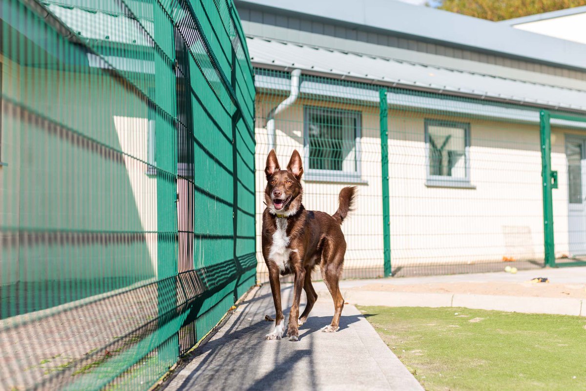DT_MANCHESTER's tweet photo. Who's this little model in our centre eh?! πππ
This handsome chap is Ted! He is a lovely 4 year old Kelpie cross looking for a very patient and understanding forever home!
β£β£β£β£β£β£
#Collie #AdoptDontShop #CollieCross #CollieLife #DTManchester #DogsTrustManchester https://t.co/Tjs7VjYjaj
