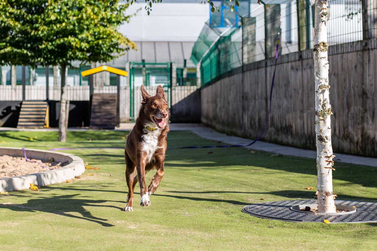 DT_MANCHESTER's tweet photo. Who's this little model in our centre eh?! πππ
This handsome chap is Ted! He is a lovely 4 year old Kelpie cross looking for a very patient and understanding forever home!
β£β£β£β£β£β£
#Collie #AdoptDontShop #CollieCross #CollieLife #DTManchester #DogsTrustManchester https://t.co/Tjs7VjYjaj
