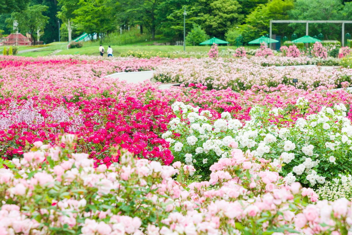 MoroccoIntel's tweet photo. 🇲🇦🇯🇵| Le Moroccan Royal Rose Garden, situé dans la plus grande roseraie du Monde à côté de Nagoya 🇯🇵, ouvre ce Samedi 15 Octobre. https://t.co/7664YqkQzJ