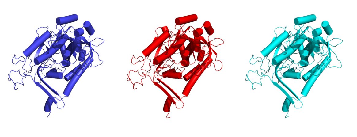K-P Wu (@kpwu11) on Twitter photo #ModelAngelo is fantastic!
I tried a 12mer glutamine synthetase (GS) map (2.4Å) with 1 copy of GS sequence. It generated a perfect 12mer structure (red) with only 0.8 Å (backbone) RMSD to my manually refined structure (blue).  (1/3) #ModelAngelo is fantastic!
I tried a 12mer glutamine synthetase (GS) map (2.4Å) with 1 copy of GS sequence. It generated a perfect 12mer structure (red) with only 0.8 Å (backbone) RMSD to my manually refined structure (blue).  (1/3)
