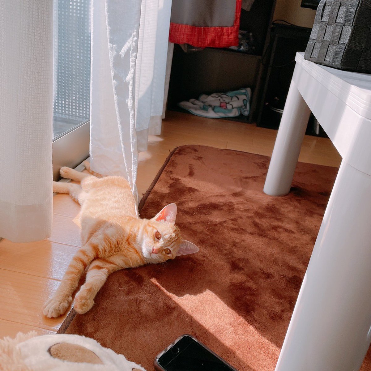 take_19980812's tweet photo. あっという間に大っきくなったね https://t.co/3v6cSjrsNd