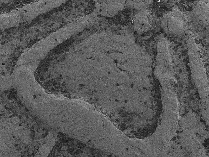 EMC_PlymUni's tweet photo. It's #MicroscopyMonday, and this week we have an #image of a 20p coin to share with you all! This was taken using a #SecondaryElectron detector on our @zeiss_micro Sigma 300 VP FEG-SEM 🔬 

#Microscopy #Electron #Science #Money #ScienceCommunication #SciComm https://t.co/giHnbJ7tM5