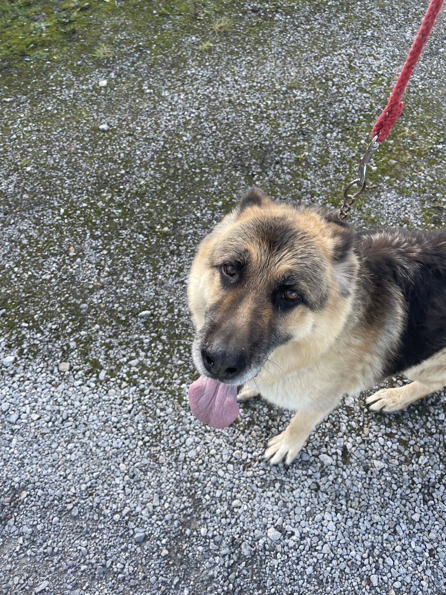 Liberty_IT's tweet photo. Buddy's lunchtime walk was part of today's #Run4Pieta challenge - for @PietaHouse #WorldMentalHealthDay
Buddy is away for a nap! https://t.co/NOhgpSLg0g