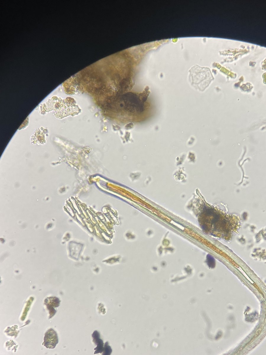 NematologyW's tweet photo. Alex, @schwelmo and Robbert teaching @WUR Ecological Aspects of Biointeractions.
#Microscopy seeing #rotifera, #tardigrades, #protists followed by #sequencing- cool work guys!😎 https://t.co/751PGkQuUZ