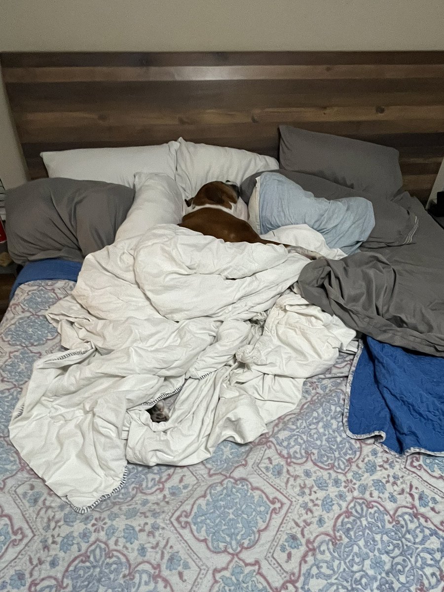 lisawilbanks's tweet photo. This is how my boxer Dallas sleeps in my bed, in the middle with her head on the pillows and covers on her. #Boxersoftwitter #Boxer #Boxerdog #Dogsoftwitter #BoxerMom #Stealscovers #Hogsbed https://t.co/aI28oXjPcE