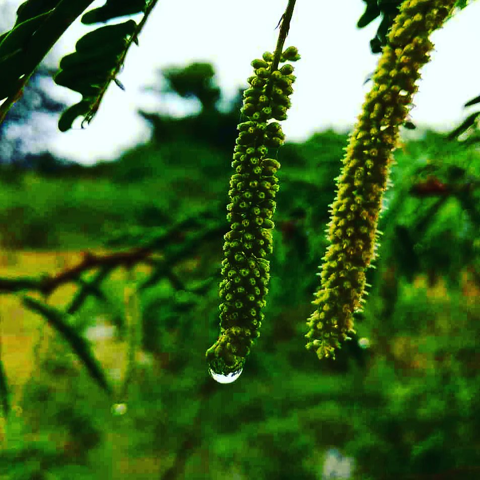 sidduM85897559's tweet photo. Nature is my culture 💖
Mobile photography📸
#photography  #Pics #style #LOOKS #Viral #viratkholi  #nature #NaturePhotography  #tweetme #Tweak #India #Indian #bollywood  #HotTrendingSongs #hottestonlineradio #love https://t.co/TDW9PxHyoh