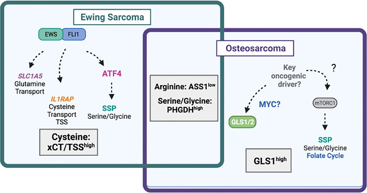 LyssiotisLab's tweet image. Pleased to share a new review led by @J_Jimenez_A with @Lawlorlab on #aminoacid #metabolism in #bonesarcoma. It&apos;s #OpenAccess, please read and enjoy (link below)!
cc: @UMPhysiology, @UMRogelCancer   

frontiersin.org/articles/10.33…