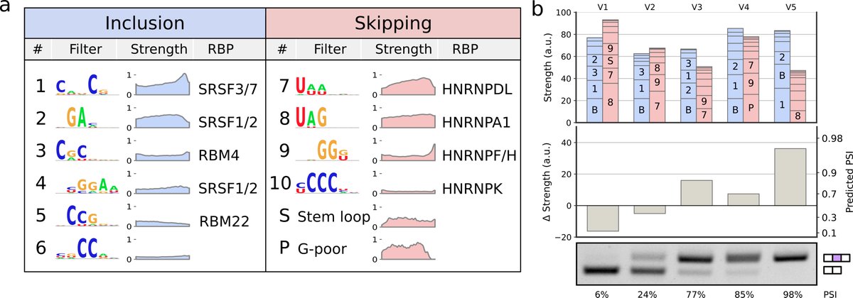 Check out our preprint on using interpretable-by-design machine learning for discovery! We identify novel components of the RNA splicing logic and validate them in the lab. 
biorxiv.org/content/10.110…
Susan E. Liao @SudarshanMukund